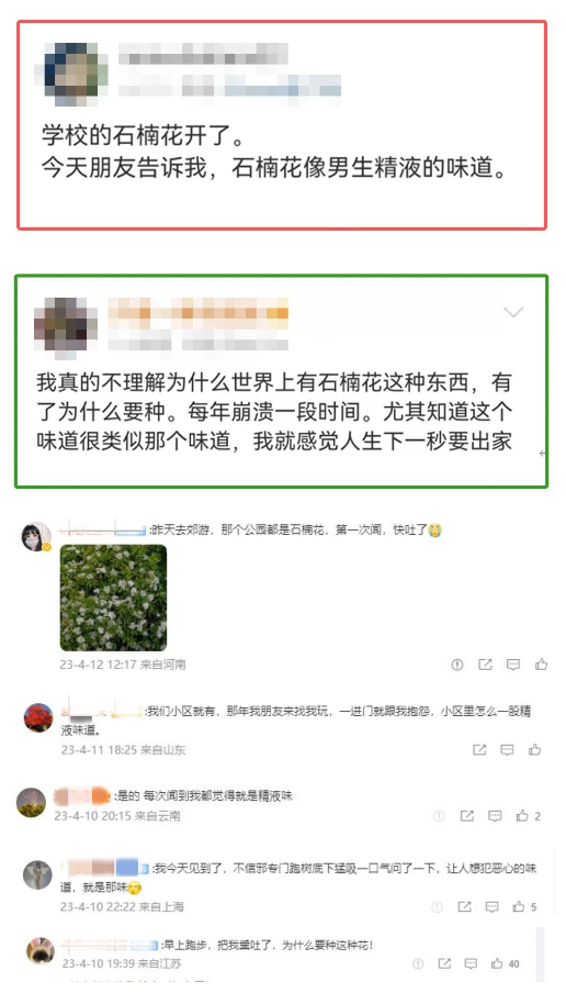 石棉花是什么味道(石楠花的味道像什么)