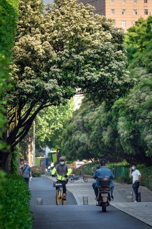 石棉花是什么味道(石楠花的味道像什么)