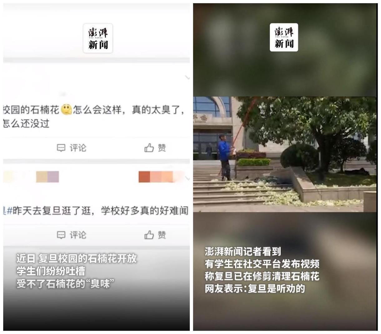 石棉花是什么味道(石楠花的味道像什么)