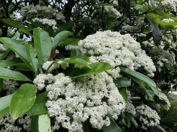 石棉花是什么味道(石楠花的味道像什么)