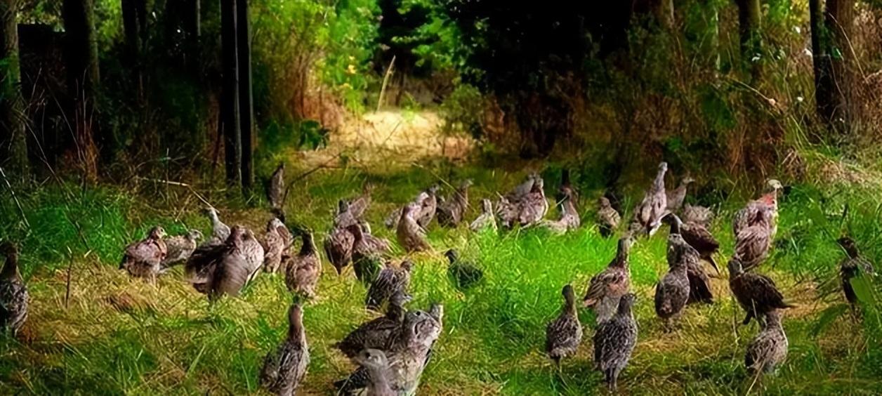 野鸡是保护动物吗(野鸡是几级保护动物)