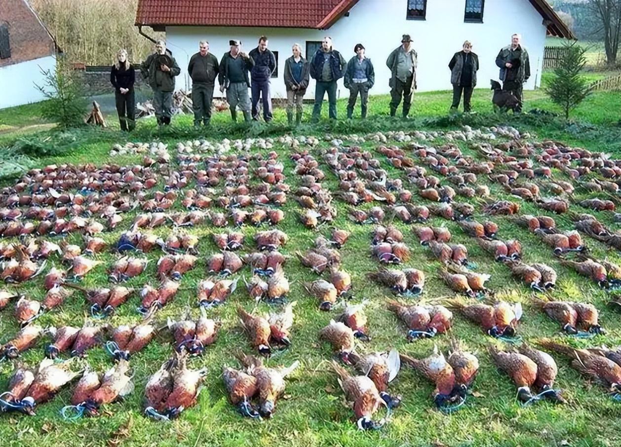 野鸡是保护动物吗(野鸡是几级保护动物)