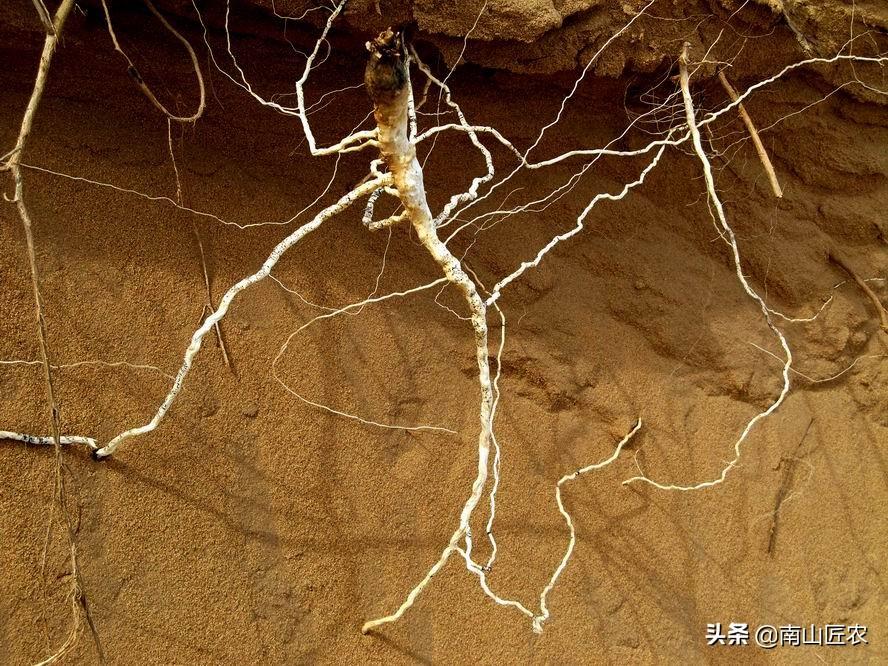 须根系的植物有哪些(须根系和直根系的区别)