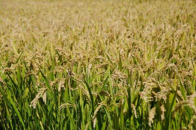 ​粮食生产重心北移原因（苏湖熟天下足苏湖指的是作物）