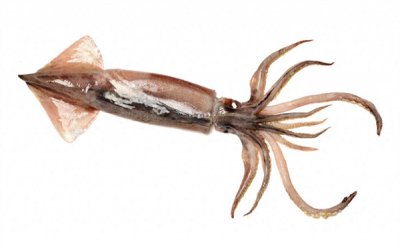 ​鱿鱼属于海鲜吗(鱿鱼是海鱼还是淡水鱼吗)