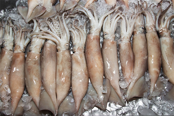 鱿鱼属于海鲜吗(鱿鱼是海鱼还是淡水鱼吗)