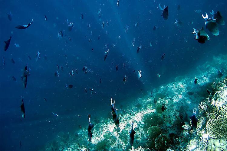 海洋资源有哪四大资源(海洋中的四种矿产资源)