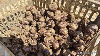 ​滋润的拼音怎么读(滋的拼音)