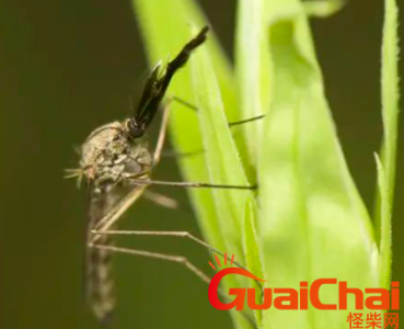 ​世界上十大杀人最大的动物排行榜，第一名就在我们身边！