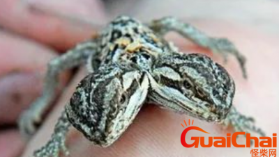 ​世界十大罕见的变异生物：世界上最高的狗高度超过2米！