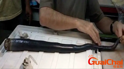 ​世界上最恶心的动物  蛀船虫会长大到约90公分