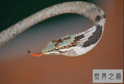 ​世界上最恐怖的蛇 眼镜王蛇垫底,非洲腾蛇毒性无药可治