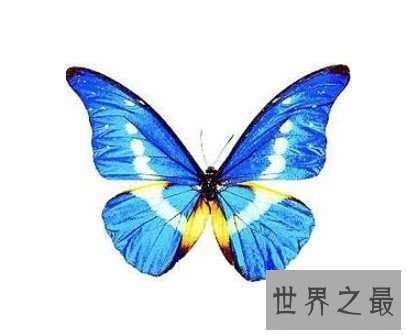 世界上最美丽的蝴蝶,全中国仅有3只