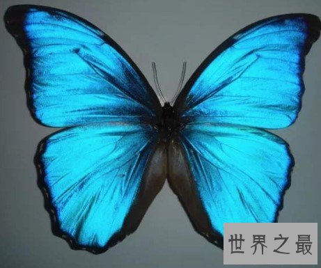 世界上最美丽的蝴蝶,全中国仅有3只