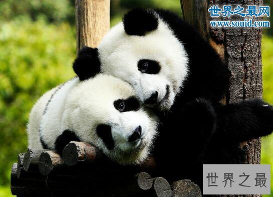 中国十大濒危动物,大熊猫(中国的活化石)
