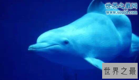 中国十大濒危动物,大熊猫(中国的活化石)