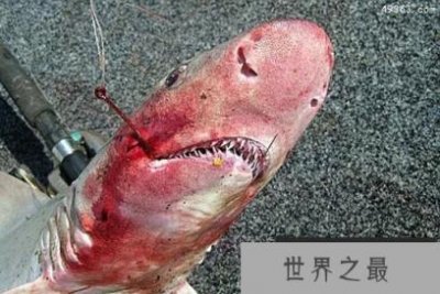​人鲨大战：鲨鱼用鱼钩重创钓鱼者