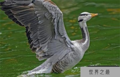 ​世界上飞得最高的鸟类 平均飞行高度近1万米(斑头雁)