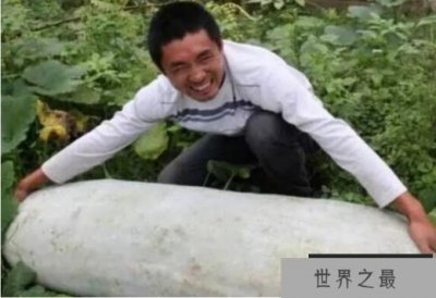​世界上最大的冬瓜 浙江农民种出447.8斤超大冬瓜(巨型冬瓜)