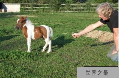 ​世界上最小的马 法拉贝拉体长38厘米左右(玩赏型动物)