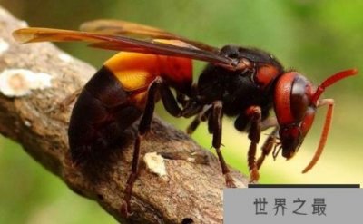 ​中国最猛大黄蜂，每天吃掉50只小蜜蜂