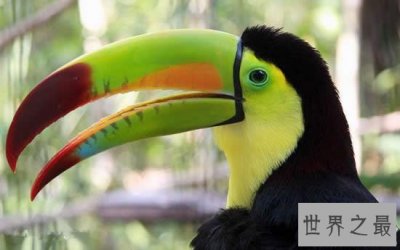 ​世界上嘴巴最大的鸟，巨嘴鸟(嘴长占身体的一半)