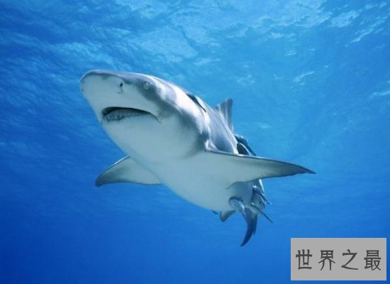 史上最全的鲸的资料,震惊!梅尔维尔鲸头骨就有3米长