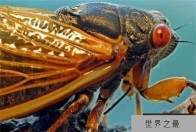 ​世界上最长寿的昆虫 寿命长达17年(蝉)