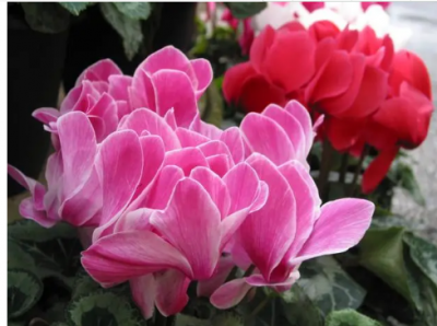 ​仙客来何时开花 其花期又持续多久