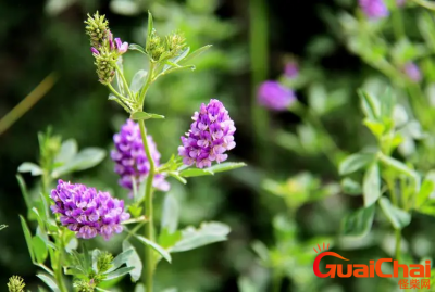 ​紫花苜蓿花期是什么时间？紫花苜蓿花什么时候开花？