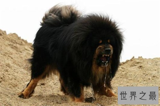 世界上最大的十个狗品种排名，大丹犬甚至比马高（2.2米高）