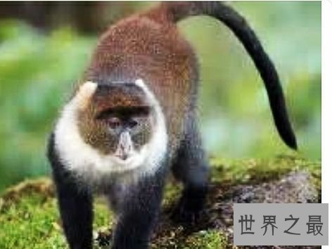 世界上最贵的十大宠物，你真的可能还不如一只宠物生活的好。