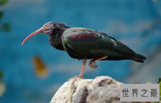 世界珍稀动物排行榜 排名第一的白犀牛有40多名人员守护