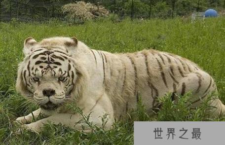 世界上最丑的老虎,天生短鼻加大饼脸(全都是人类造成的)