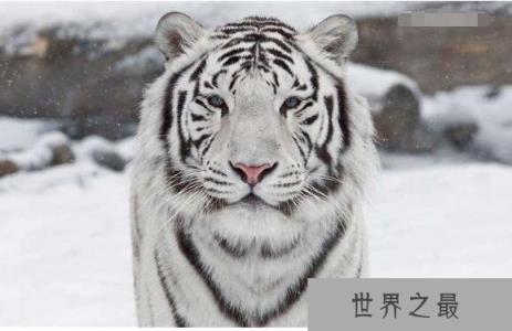 世界上最丑的老虎,天生短鼻加大饼脸(全都是人类造成的)