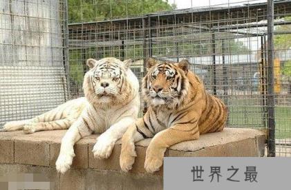 世界上最丑的老虎,天生短鼻加大饼脸(全都是人类造成的)