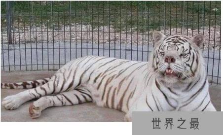 世界上最丑的老虎,天生短鼻加大饼脸(全都是人类造成的)