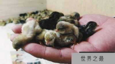 ​世界上最小的鸡，芦丁鸡的蛋与硬币相当