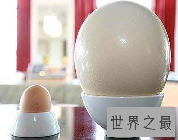 世界上最大的蛋,比鸡蛋大100倍