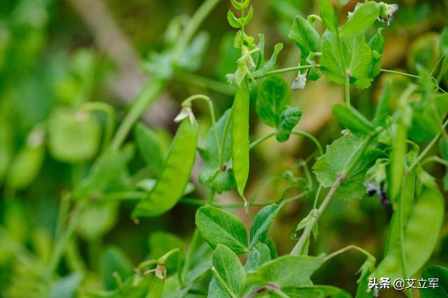 荷兰豆的家常做法简单又好吃(四种荷兰豆家常菜的做法)(1)
