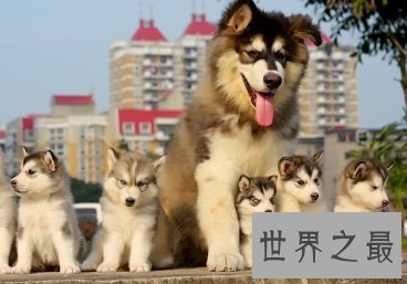 大型吃苦耐劳的呆萌忠诚犬，哈士奇价格是多少