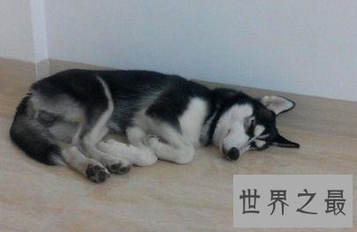 大型吃苦耐劳的呆萌忠诚犬，哈士奇价格是多少
