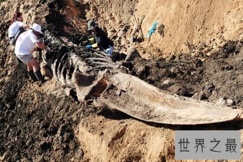 世界上最大的恐龙化石，一根骨头2.4米(总高7层楼)