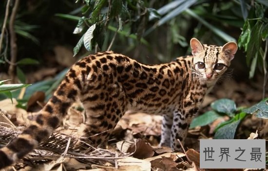 中国土猫有哪些品种 如此温柔可爱的小猫咪叫人爱不释手