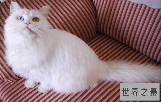 中国土猫有哪些品种 如此温柔可爱的小猫咪叫人爱不释手