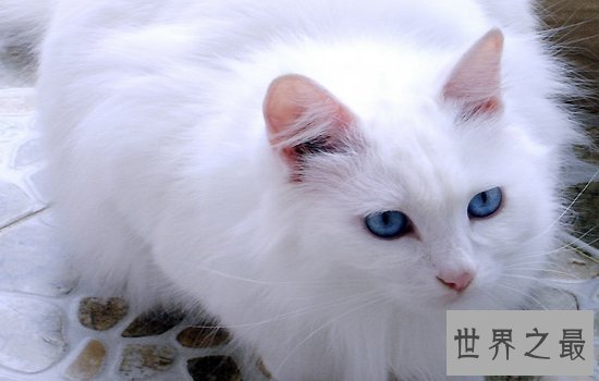 中国土猫有哪些品种 如此温柔可爱的小猫咪叫人爱不释手
