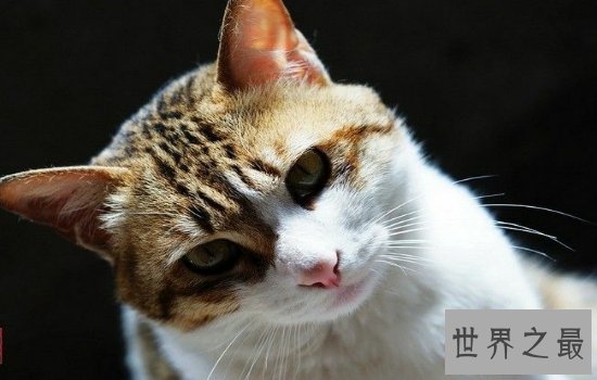 中国土猫有哪些品种 如此温柔可爱的小猫咪叫人爱不释手