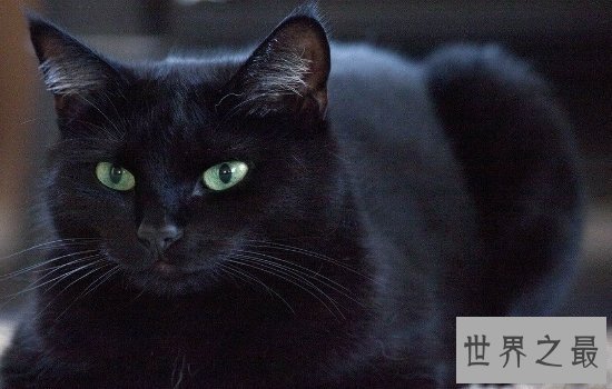 中国土猫有哪些品种 如此温柔可爱的小猫咪叫人爱不释手