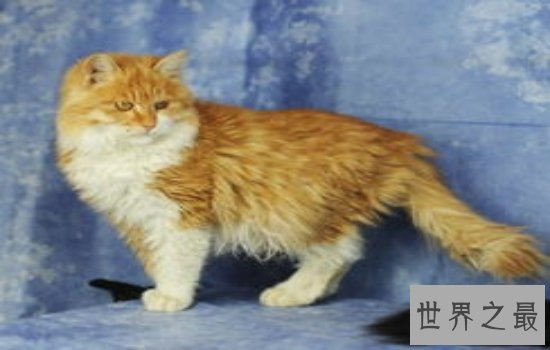 中国土猫有哪些品种 如此温柔可爱的小猫咪叫人爱不释手