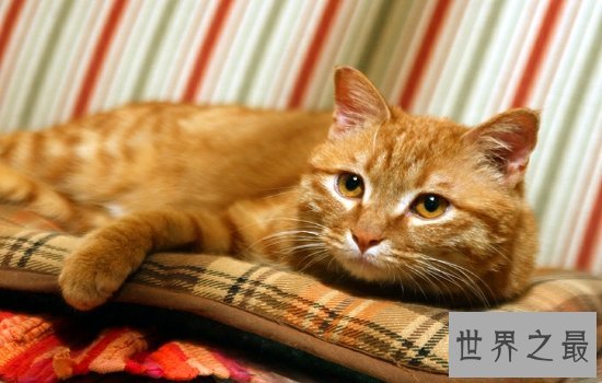 中国土猫有哪些品种 如此温柔可爱的小猫咪叫人爱不释手